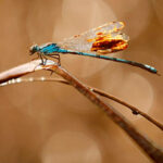 Oil on the Dragonfly