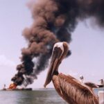 Ghosts of Gulfport Pelicans