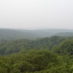 Planting Trees on Election Day