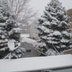 A Tree Dies in Chicago